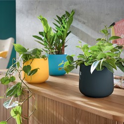 Jardinière pour plantes leitz cosy