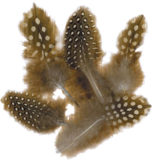 Pénalités naturelles de pintade 10 grammes