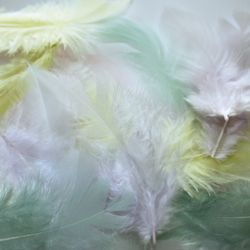 Penas 20 unités 7 cm Galo Foncé